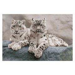 **-Diamond Dotz Crystal Art Kit-** Snow Leopards Hemis National Park Kashmir India, 50 x 75cm ##-Diamond Dotz DD12-064-##