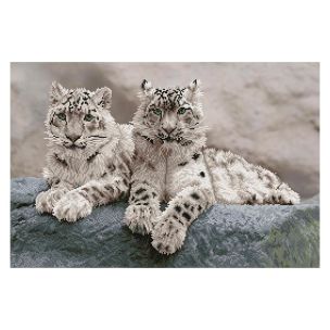 **-Diamond Dotz Crystal Art Kit-** Snow Leopards Hemis National Park Kashmir India, 50 x 75cm ##-Diamond Dotz DD12-064-##
